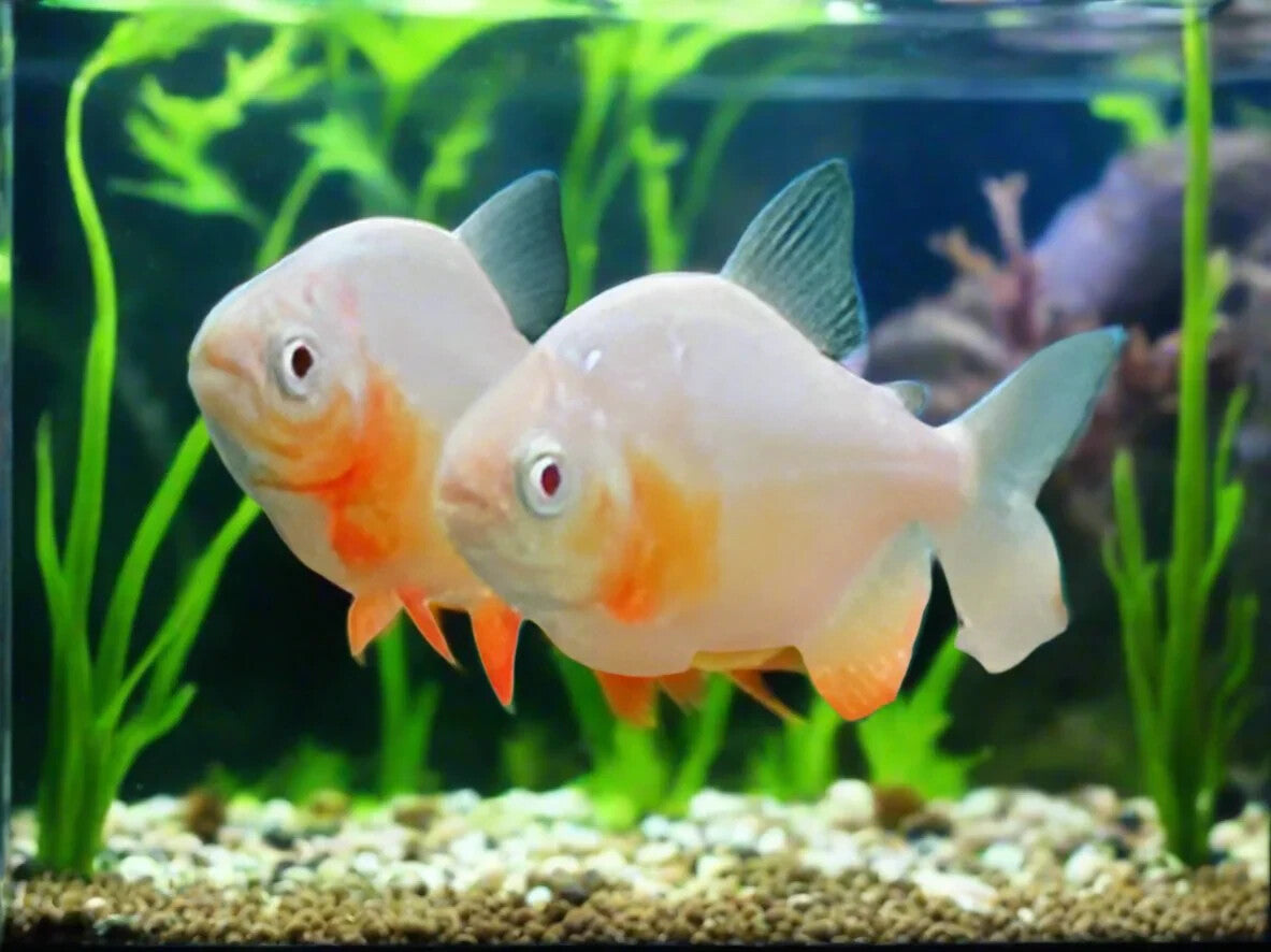 2 Pack Albino Red Pacu 2 INCH(Colossoma Brachypomum) Live Fish