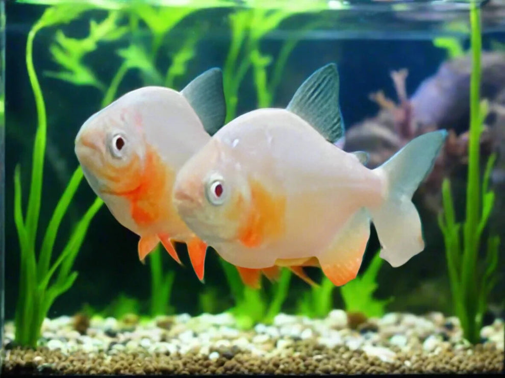 2-Pack Albino Red Pacu 2” – Live Freshwater Fish (Colossoma brachypomu ...