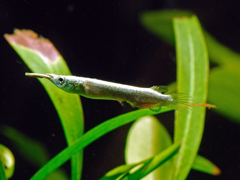 3-Pack Gold Wrestling Halfbeak Livebearers – Live Tropical Freshwater Fish