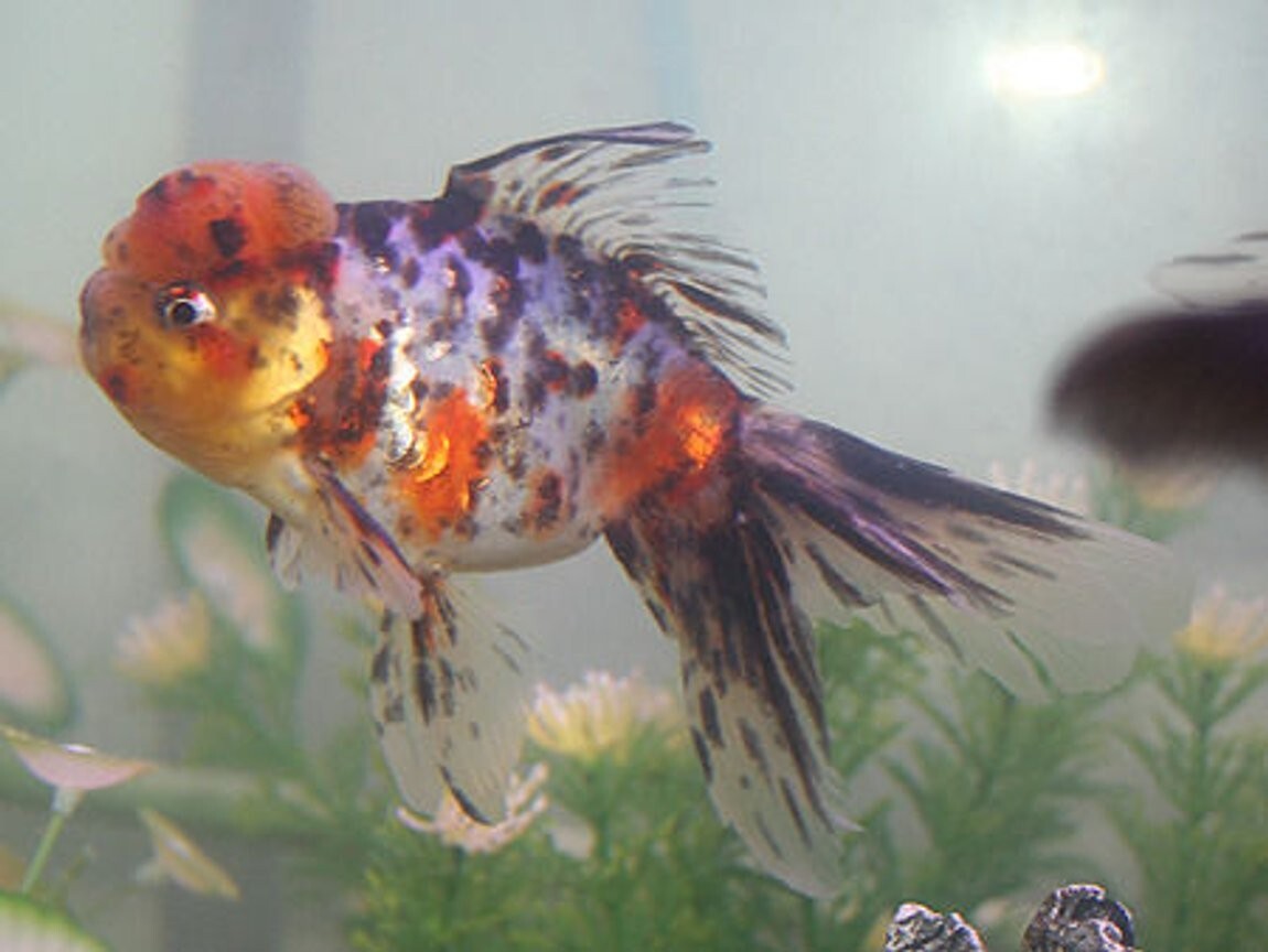 Calico Oranda Goldfish 2.0-2.5 Inch (Pack 4) Live Fish FREE SHIPPING