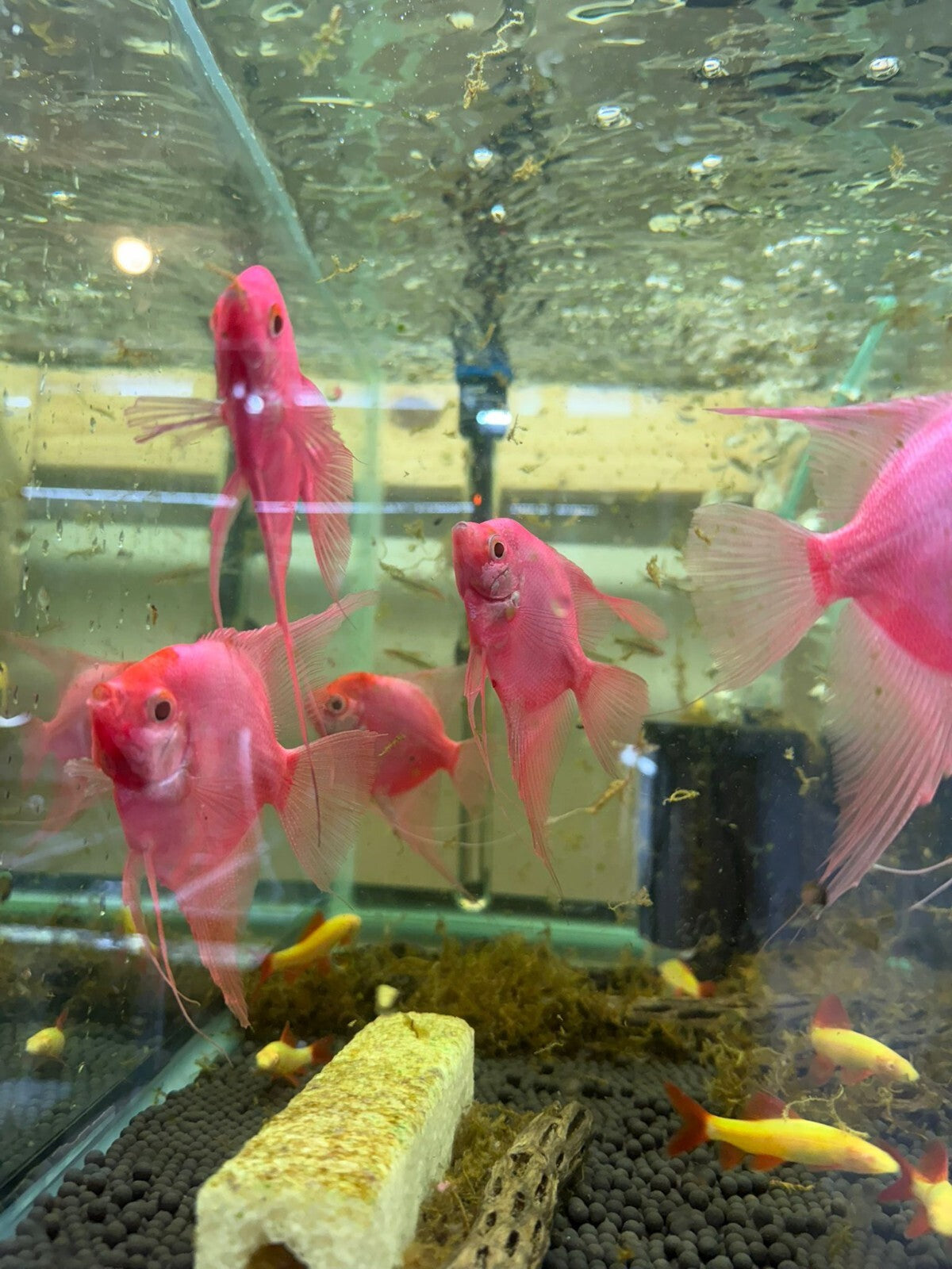 Starfire Red Angel Glo 3.0-3.5 Inch Beautiful Fish