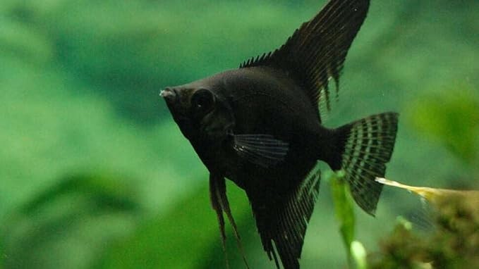 Black Angel Inch Body 1.5- 2 inch (Pack of 2). Live Fish FREE SHIPPING