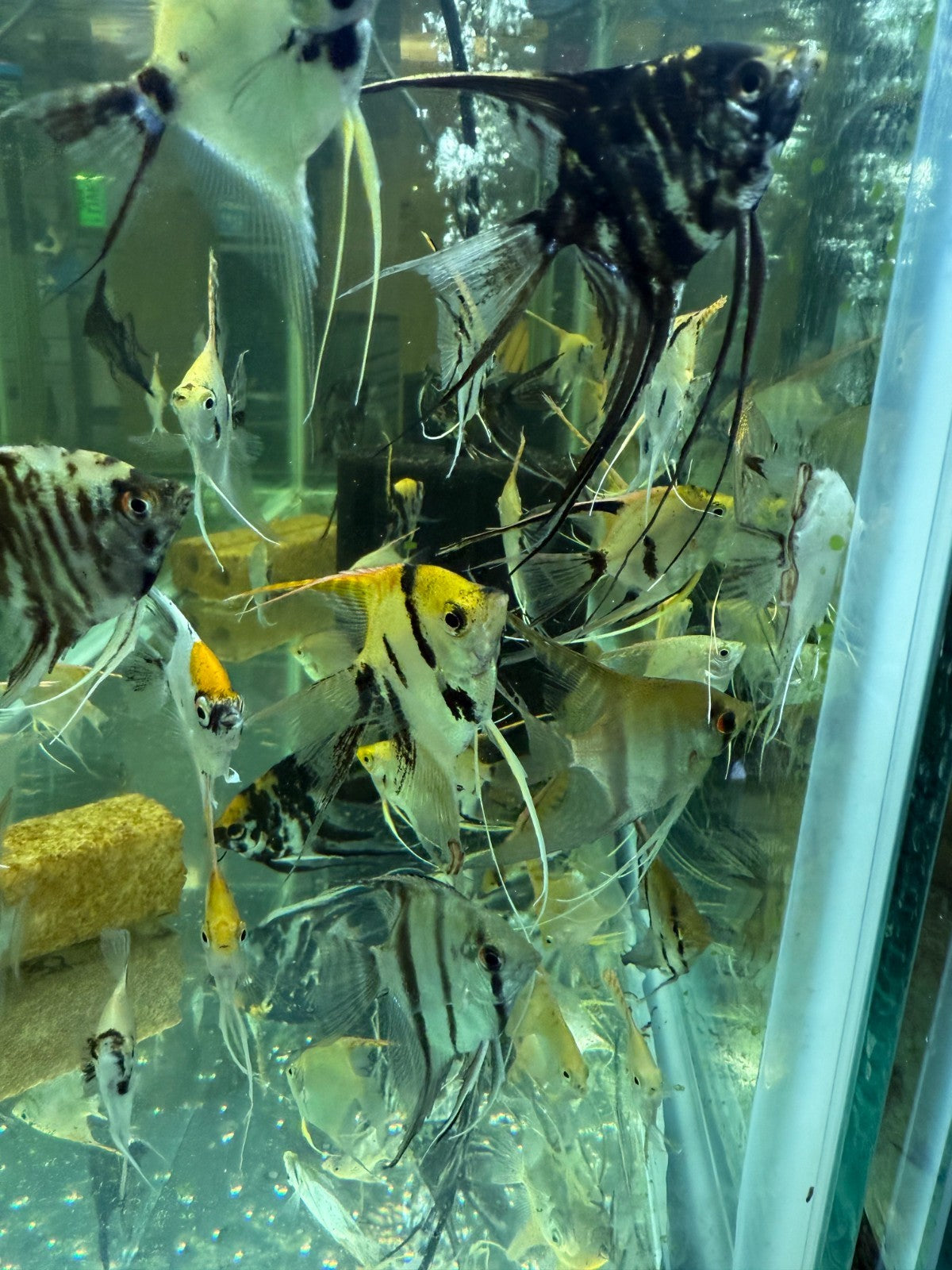 Pack of 3 Mixed Veiltail Angelfish – Live Fish, 1.5″ Body / 3″+ Silhouette,