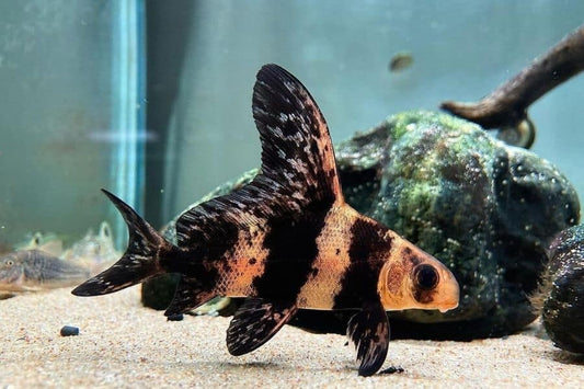 Live Chinese High Fin Banded-Shark – 1.5-2.0– Rare Freshwater Aquarium Fish