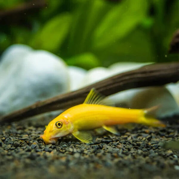 Algae Eater Reg/Golden Pack 3-3 (Gyrinocheilus Aymonieri)Live Fish FREE SHIPPING