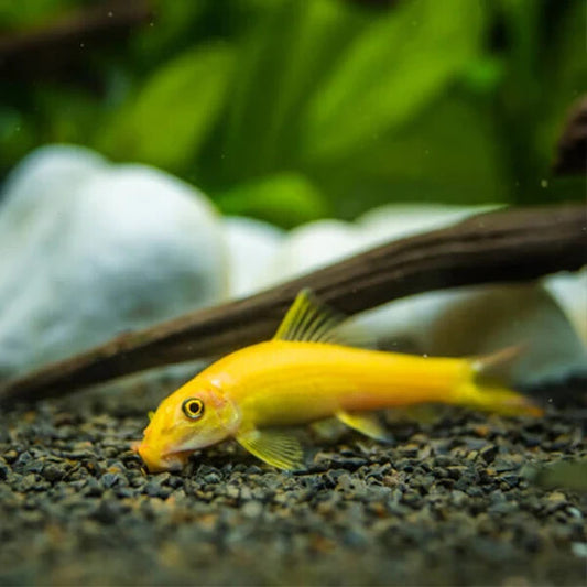 Algae Eater Reg/Golden Pack 3-3 (Gyrinocheilus Aymonieri)Live Fish FREE SHIPPING
