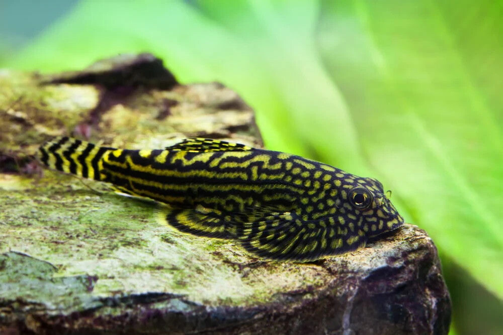 Goldring Butterfly Hillstream Loach PACK 5 FREE SHIPPING