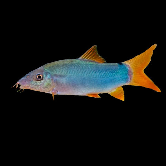 Red Tail Botia Loach (3.5"-4") – Live Freshwater Fish – Peaceful Bottom Feeder