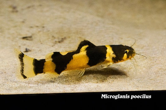 3 Juvenile Bumblebee Catfish 1-1.5” – Live Freshwater Aquarium Fish Pack