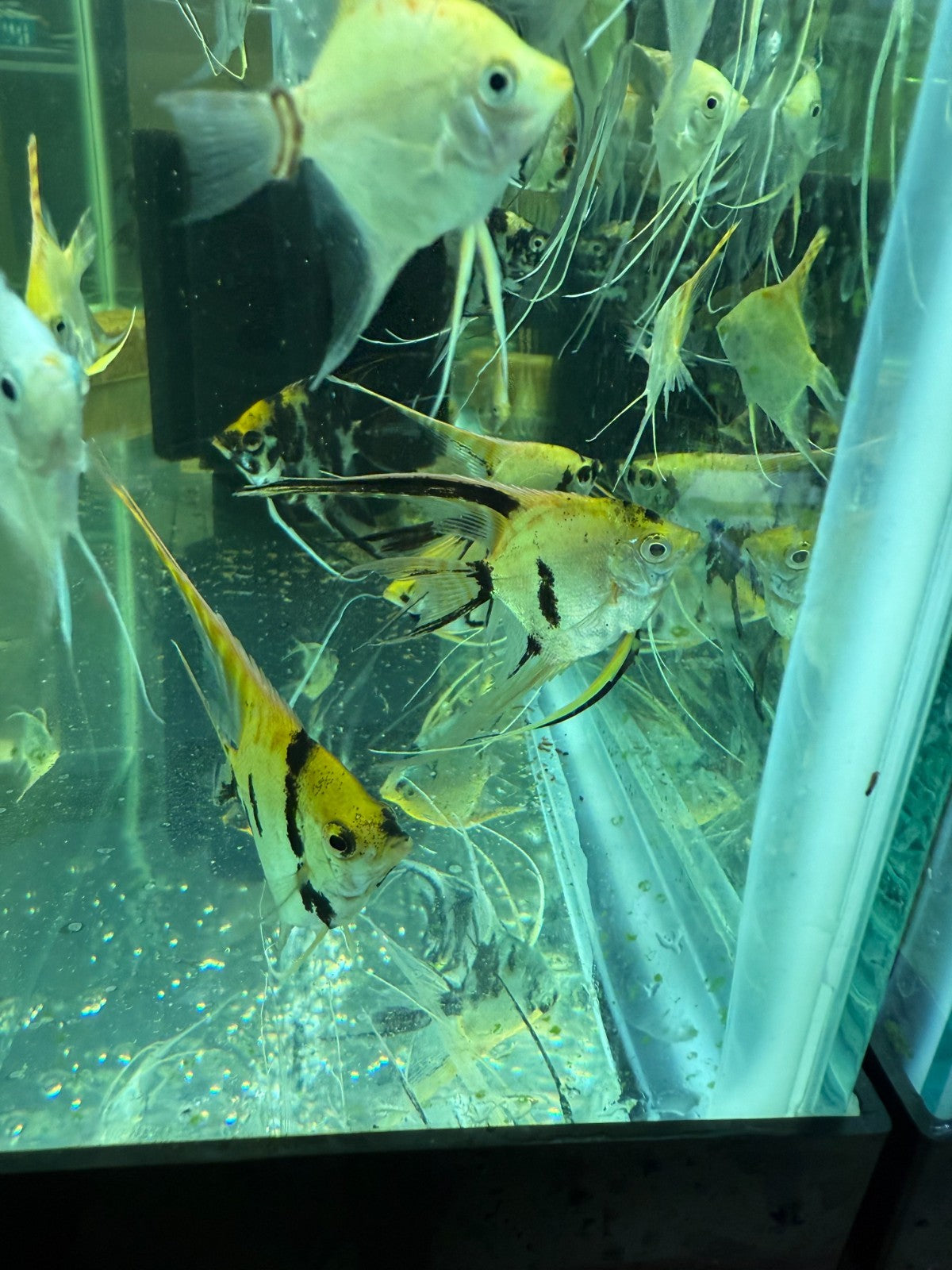 Pack of 3 Mixed Veiltail Angelfish – Live Fish, 1.5″ Body / 3″+ Silhouette,