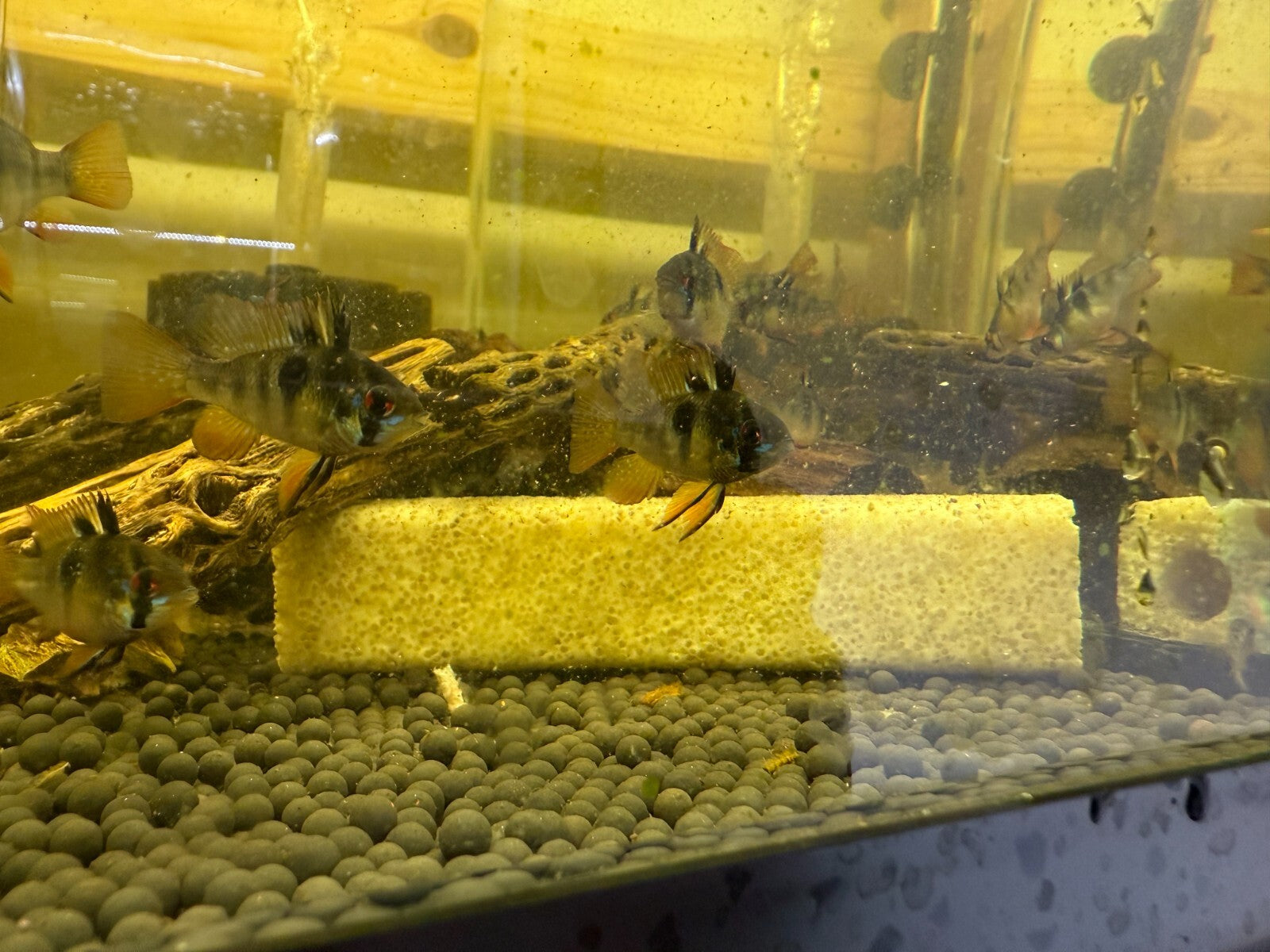 2-Pack Black German Ramirezi Live Fish