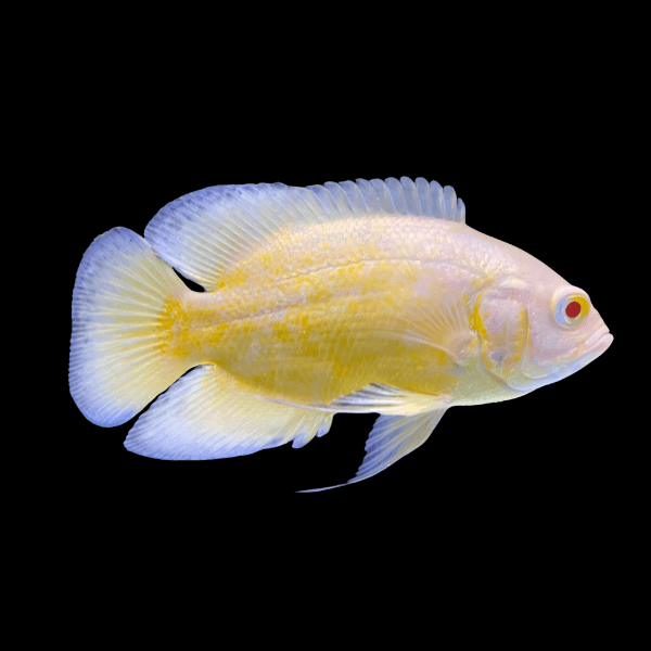 Live Lemon Oscar 1.5–2″ – Vibrant Yellow Oscar Cichlid, Hardy Community Fish