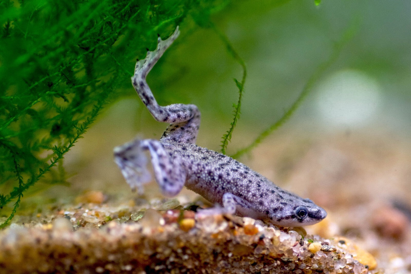 African Dwarf Frog 5-Pack Live Fish Aquarium Free Shipping