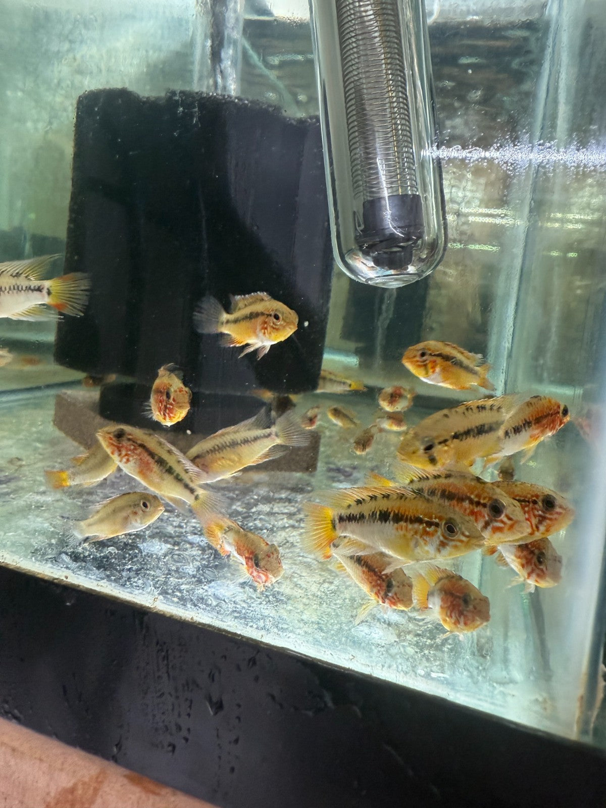 2 Live Apistogramma Macmasteri – Rare Dwarf Cichlids – Aquarium Fish