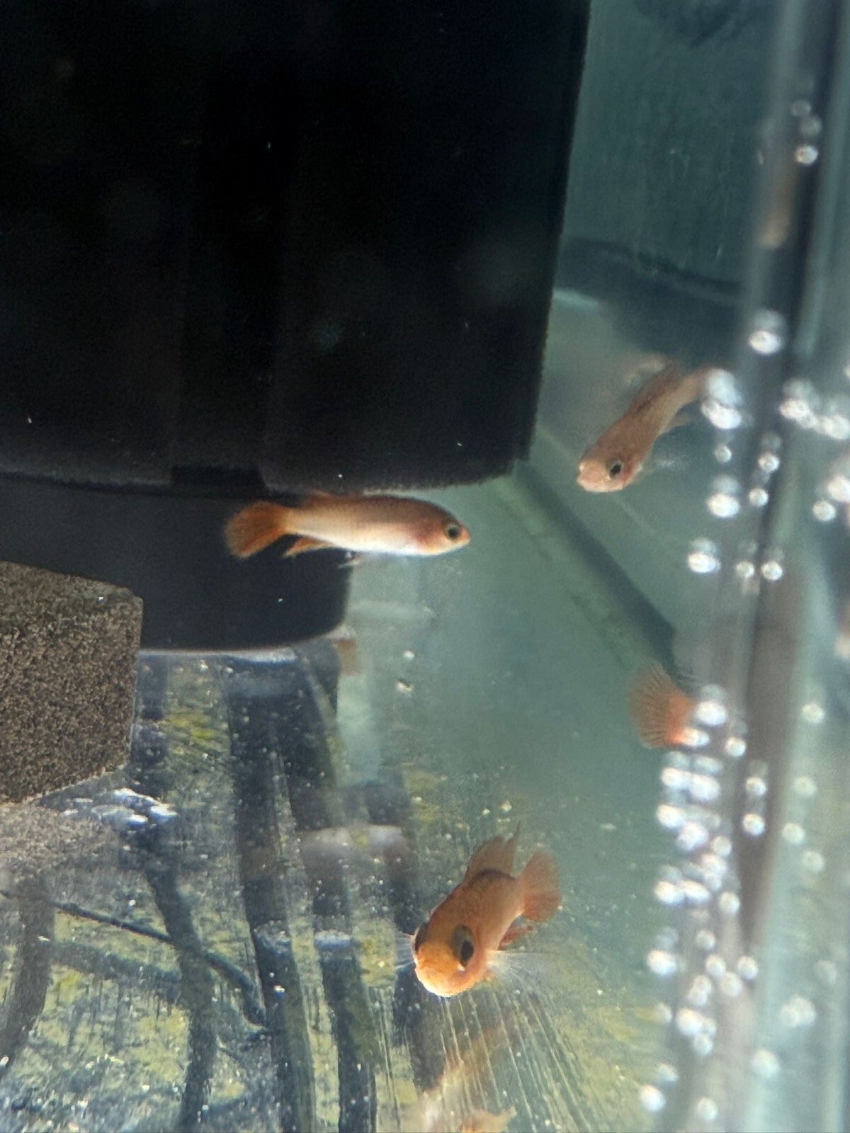 Pair 1M-1F Apistograma Agasizzi Orange Fire Pair Live Fish