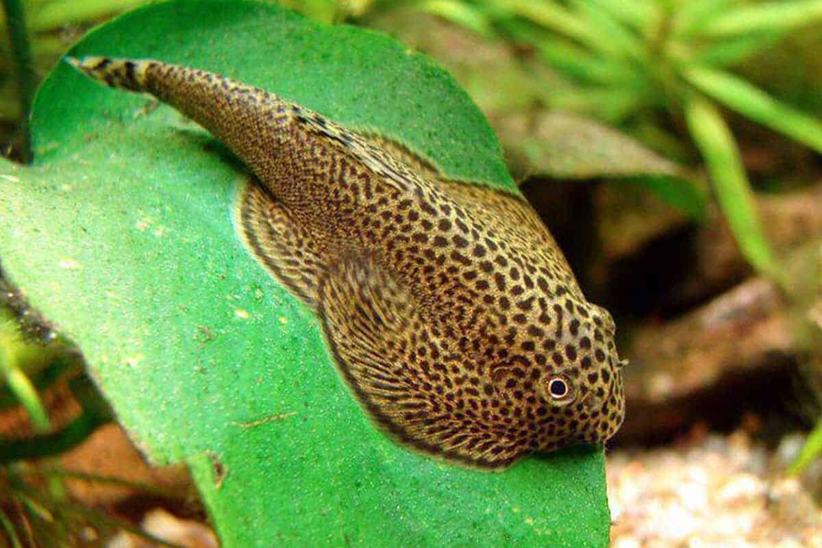 Goldring Butterfly Hillstream Loach PACK 5 FREE SHIPPING