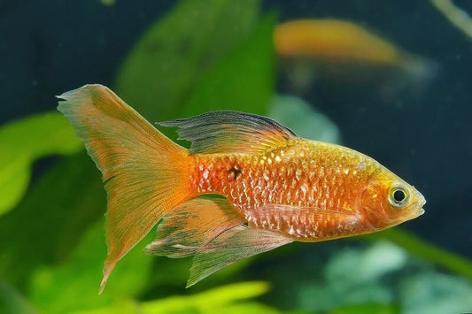 6x Longfin Rosy Barb Live Freshwater Fish – Hardy Community Aquarium Fish
