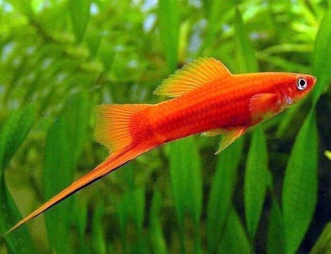Sword Tails Assorted (2 Males, 3 Females, Pack 5). FREE SHIPPING