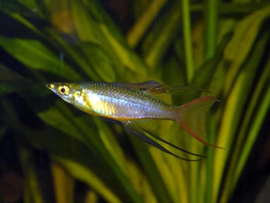 3x Threadfin Rainbowfish (Iriatherina werneri) – Live Peaceful Aquarium Fish