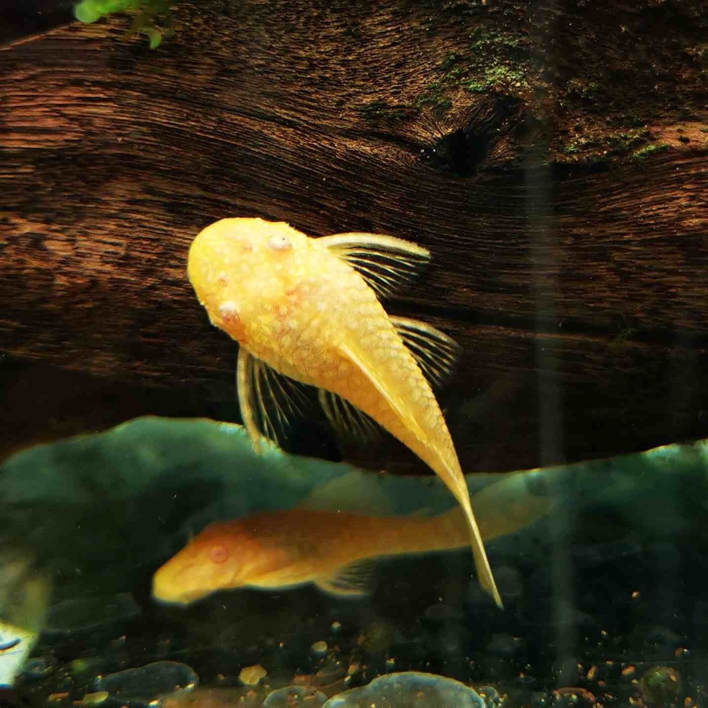 Pleco Ancistrus Albino 1 -1.5 Inch Pack 4 Live Fish FREE SHIPPING