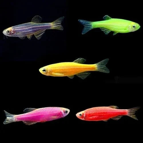 Pack 10 Danio Zebra Glo (2 Per Color) FREE SHIPPING