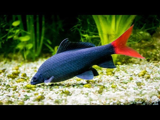 Redtail-Shark 1 INCH Pack of 5 Live Fish