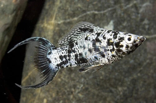 5 Pack Marble Lyretail Dalmatian Molly Live Fish