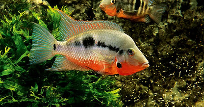 Firemouth Meeki Cichlid Med 2.0-2.5 Inch Live Fish