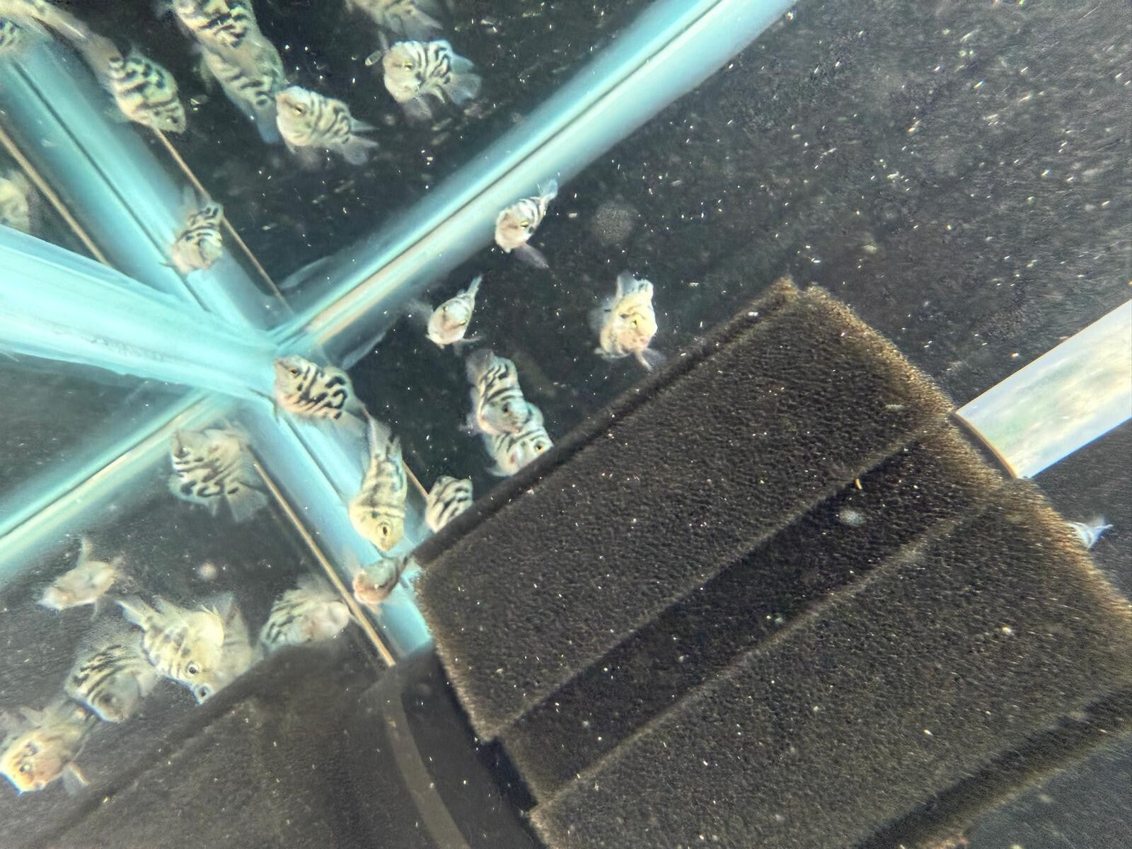 Pack of 2 Blue Tiger Parrot 1 inch  (CICHLASOMA HYBRID) Live Fish