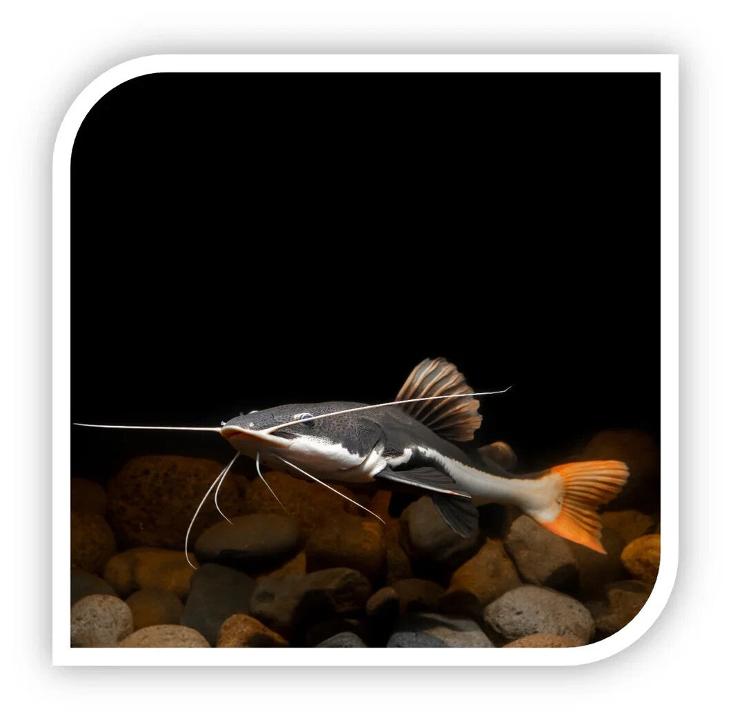 Redtail Catfish 1-1.5 Inch Livefish