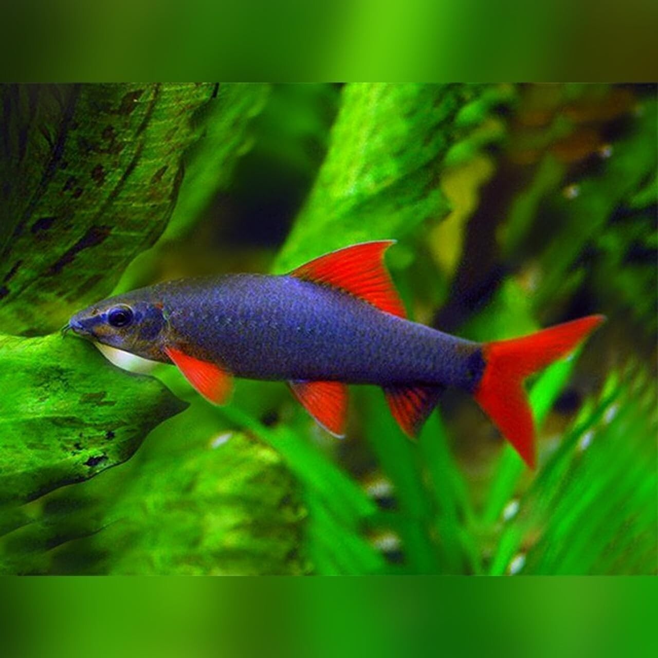 Rainbow Sharks Red (Pack of 4) Live Fish for Aquarium. FREE SHIPPING