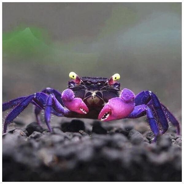 Pack 4 Black & Purple Vampire Crab FreshWater Live Fish FREE SHIPPING