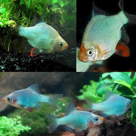 Pack-6 Green Platinum Tiger Barb Live Fish