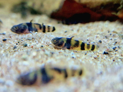 Bumblebee Goby Pack10 Nanofish Rare Fish BRACHYGOBIUS DORIAE FREE SHIPPING