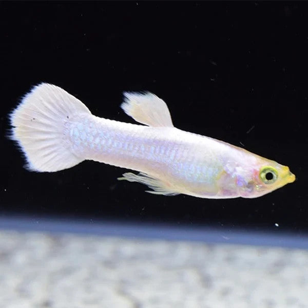 Pack of 6 White Moscow Guppies – Live Colorful Peaceful Community Fish