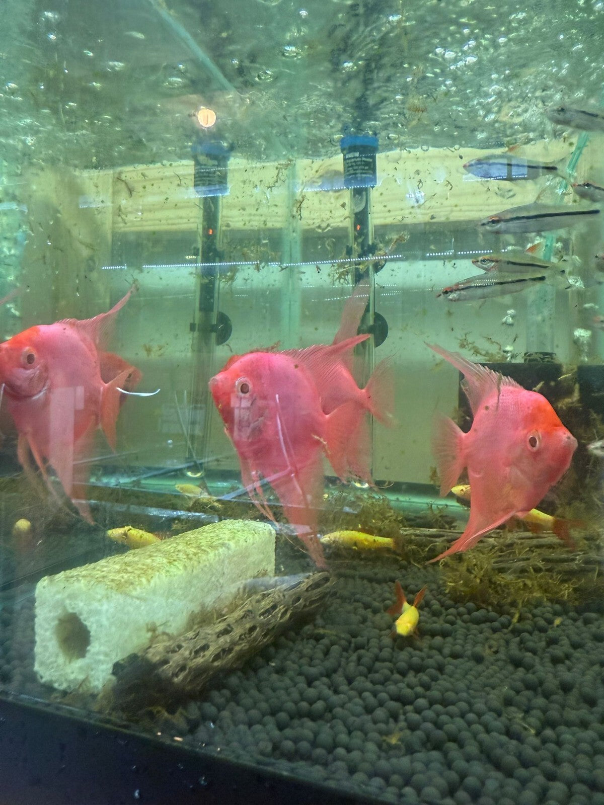 Starfire Red Angel Glo 3.0-3.5 Inch Beautiful Fish