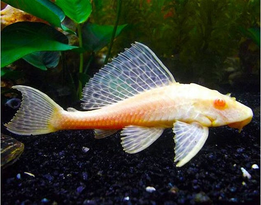 Albino Chocolate Pleco 2-2.5 Inch Live Fish