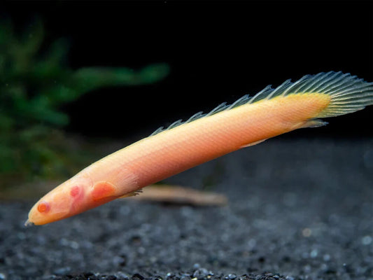 2 Pack Albino Senegal Bichir  (3.0-3.5 Inch) Live Fish FREE SHIPPING
