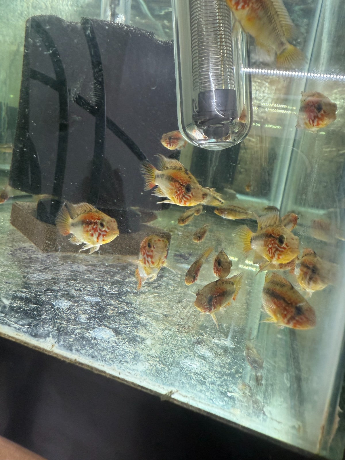 2 Live Apistogramma Macmasteri – Rare Dwarf Cichlids – Aquarium Fish