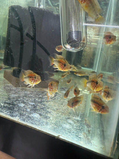 2 Live Apistogramma Macmasteri – Rare Dwarf Cichlids – Aquarium Fish