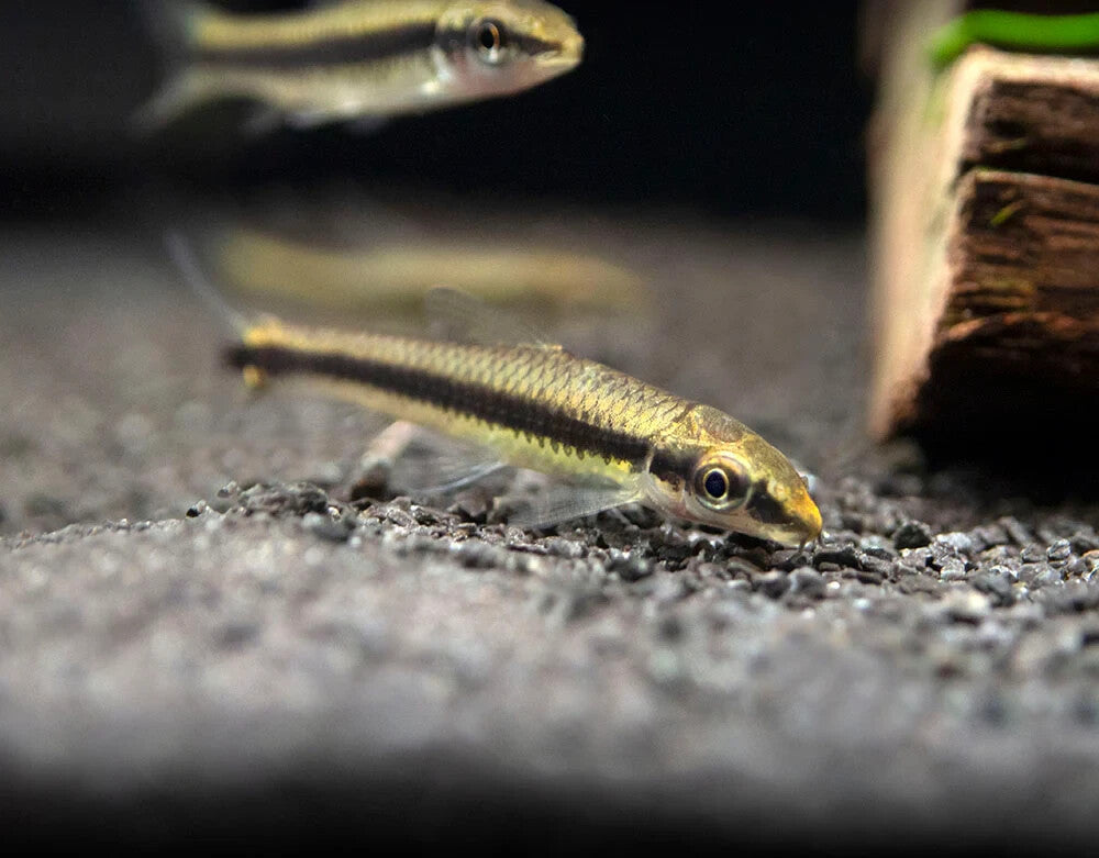 Algae Eater (Pack 5) Gyrinocheilus Aymonieri (Pack 5) Live Fish FREE SHIPPING