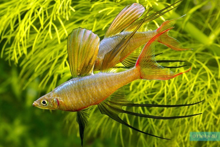 3x Threadfin Rainbowfish (Iriatherina werneri) – Live Peaceful Aquarium Fish