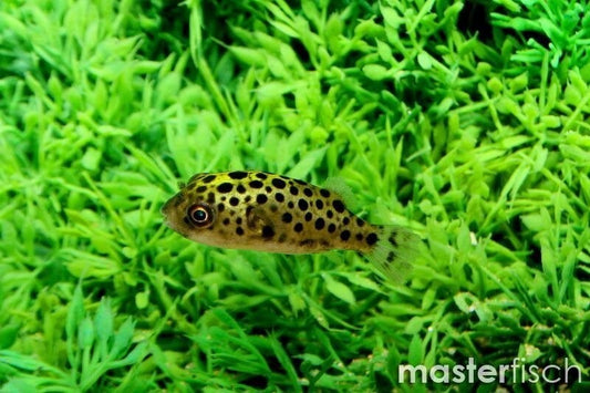 Pack 3  Leopard Puffer 1 Inch (Tetraodon Nigroviridis) Live Fish FREE SHIPPING