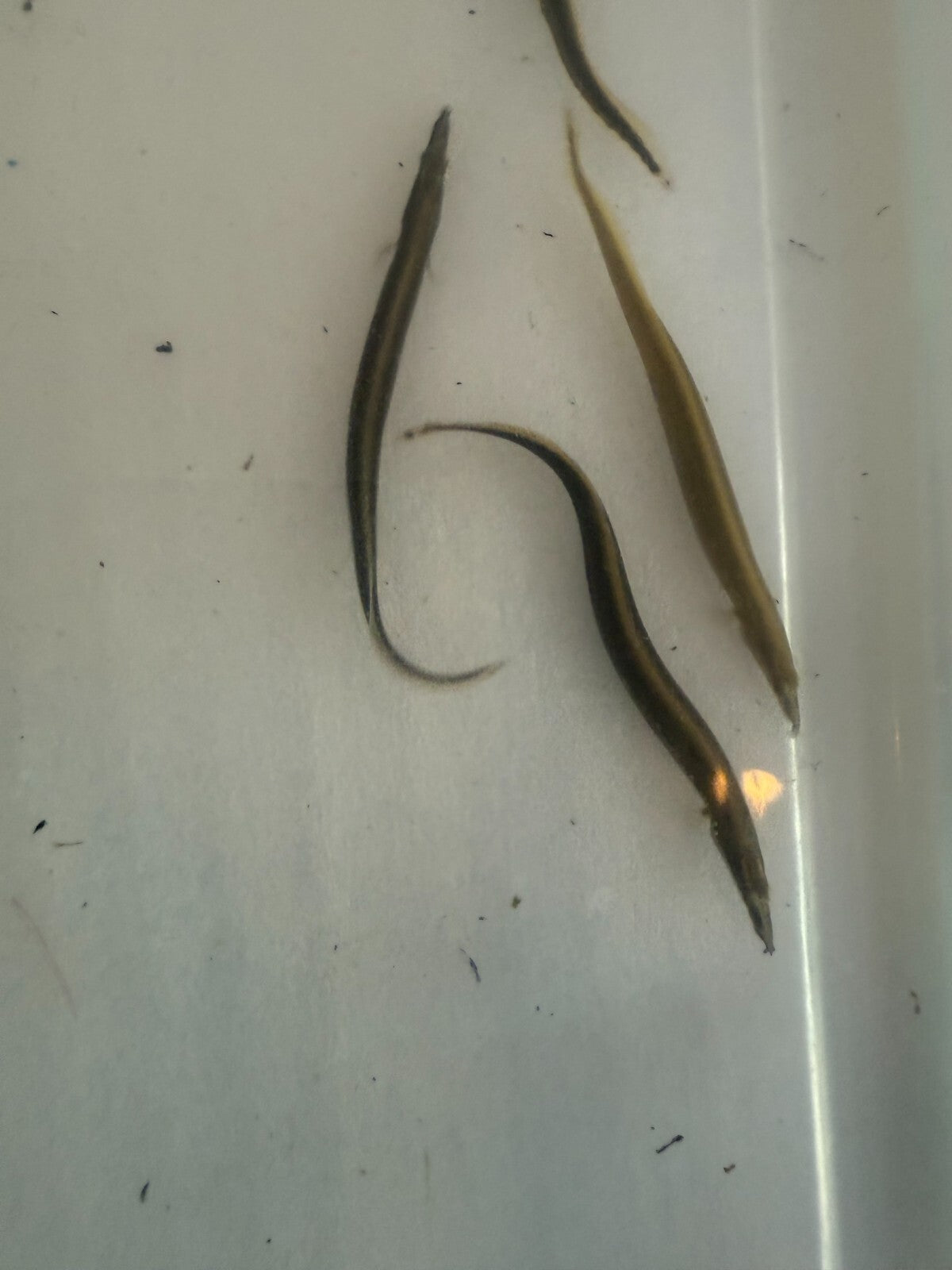 Fire Eels 3-4 inch (Mastacembelus erythrotaenia) Live Fish FREE SHIPPING