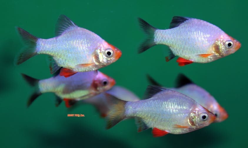 Pack-6 Green Platinum Tiger Barb Live Fish