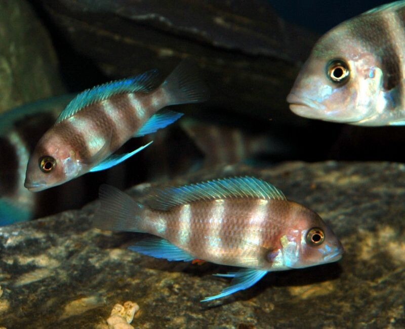 Cyphotilapia Frontosa Cichlid 1.0-1.5 Inch Live fish