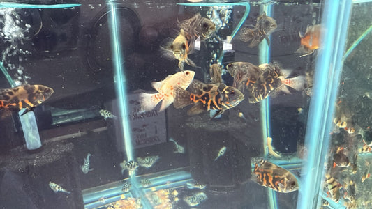 Longfin Oscar Albino Tiger  2 Inch Live Fish Freshwater