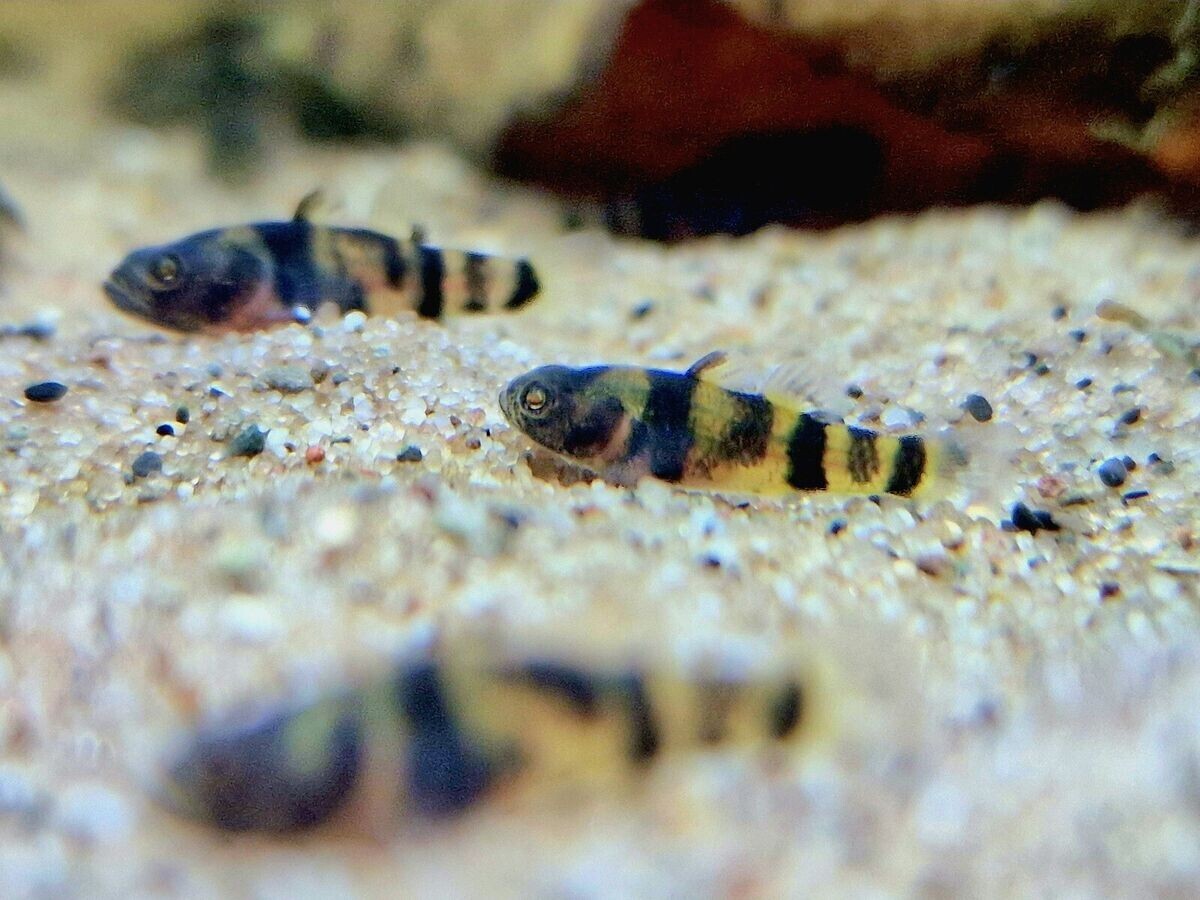 Bumblebee Goby Pack10 Nanofish Rare Fish BRACHYGOBIUS DORIAE FREE SHIPPING