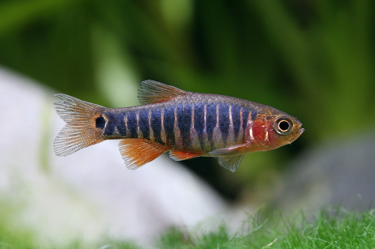 Pack8 Emerald Dwarf Danio (Danio Erythromicron) LiveFish FREE SHIPPING