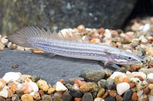 2x Senegalus Polypterus Dinosaur Bichir – Tank Raised – 2"-2.5" Live Fish